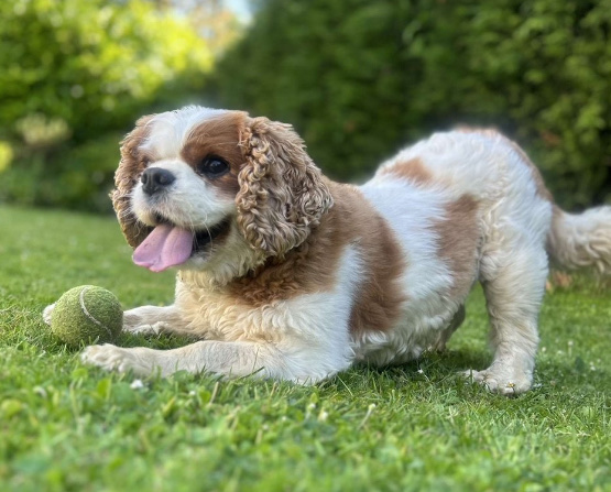 Theo, the King Charles Spaniel, lying on the grass with his tennis ball
